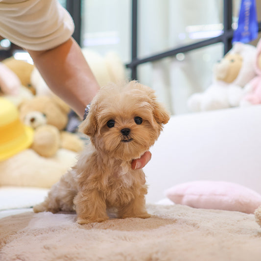 Maltipoo - Ruka (Female)