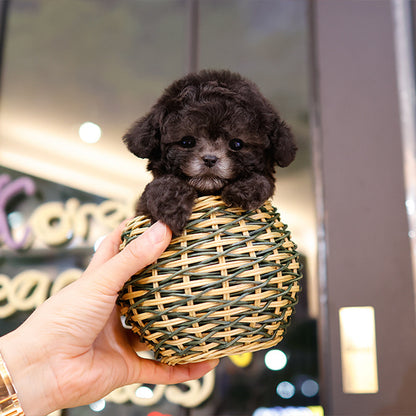 Poodle - Puha (Male)