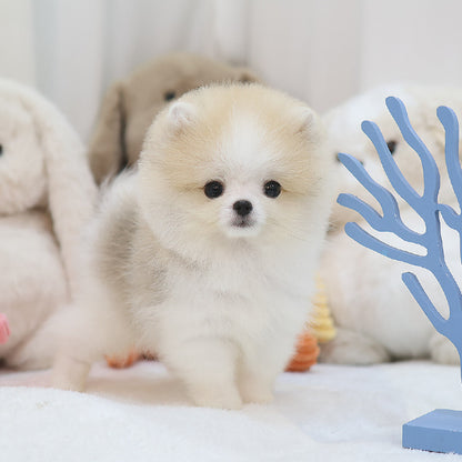Pomeranian - Woky (Male)