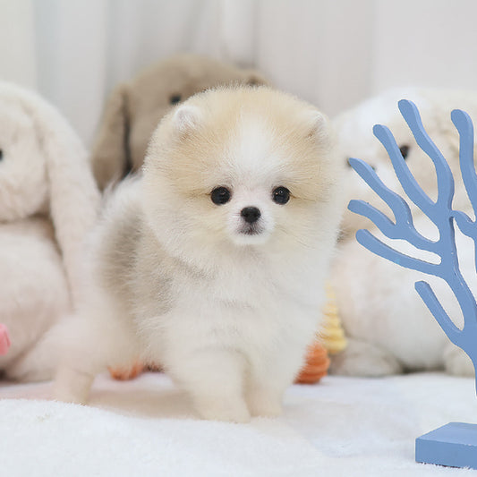 Pomeranian - Woky (Male)