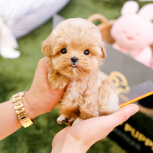 Maltipoo - Ijun (Male)