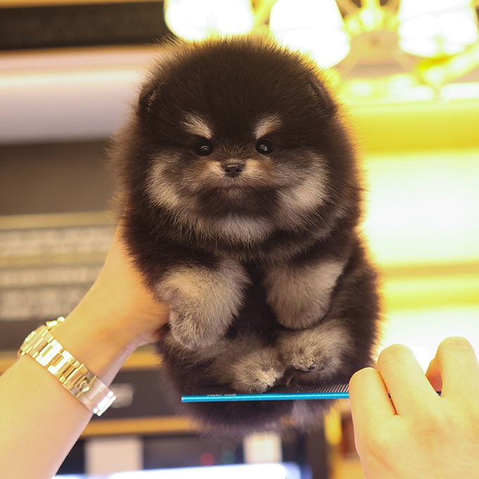 Pomeranian - Tori (Female)