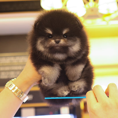 Pomeranian - Tori (Female)
