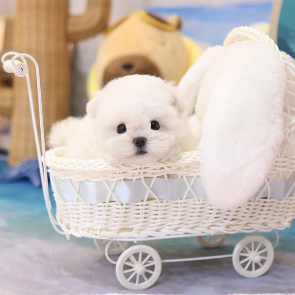 Bichon Frise - Chapssal (Female)
