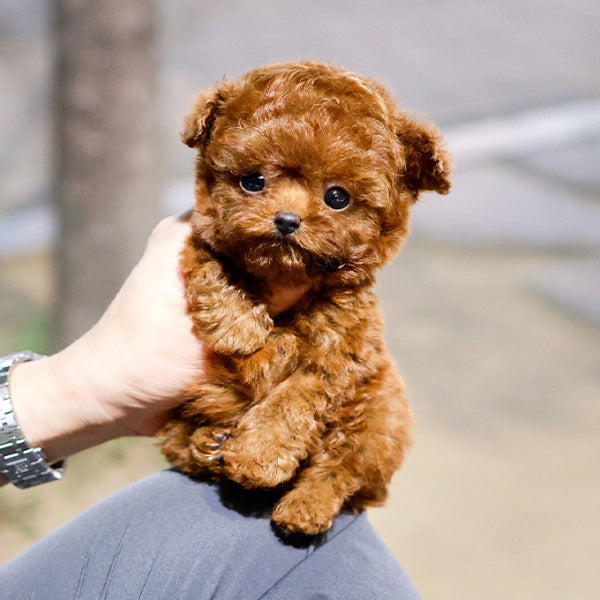 Poodle - Makong (Female)