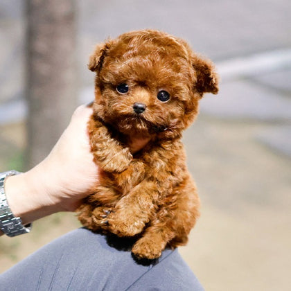 Poodle - Makong (Female)