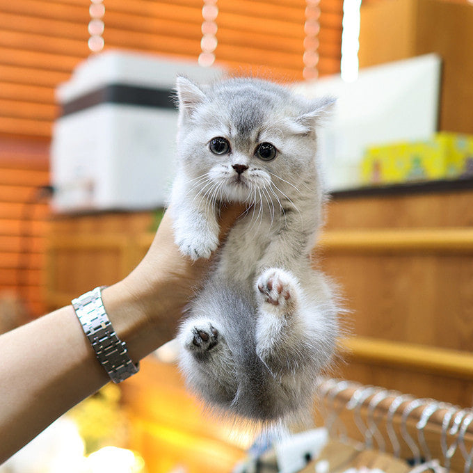 Munchkin - Ongi (Female)