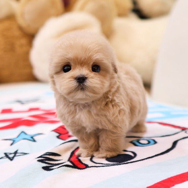 Maltipoo - Dindin (Female)