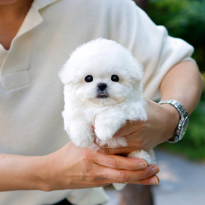Bichon Frise - Nobin (Male)
