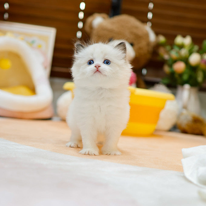 Ragdoll - Nora (Female)