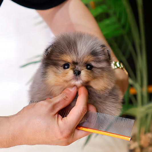 Pomeranian - Elmo (Female)