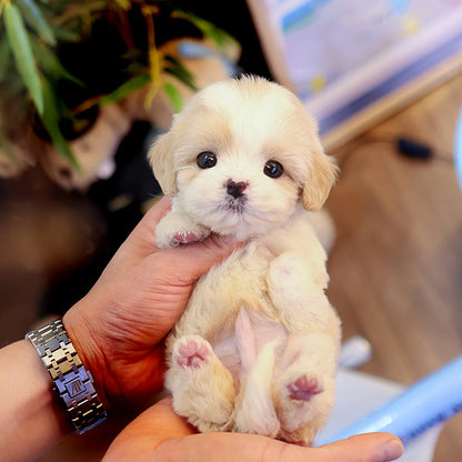 Cavapoo - Jangkku (Male)
