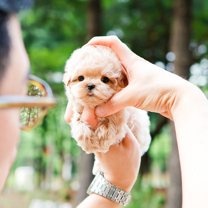 Maltipoo - Mallang (Female)