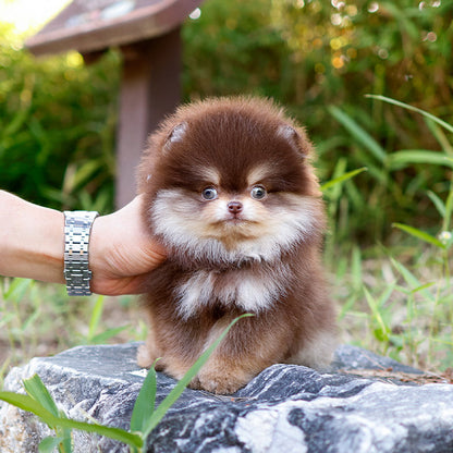 Pomeranian - Beri (Male)