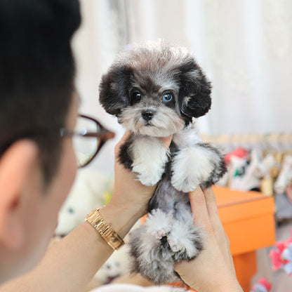 Poodle - Ppangyi (Female)