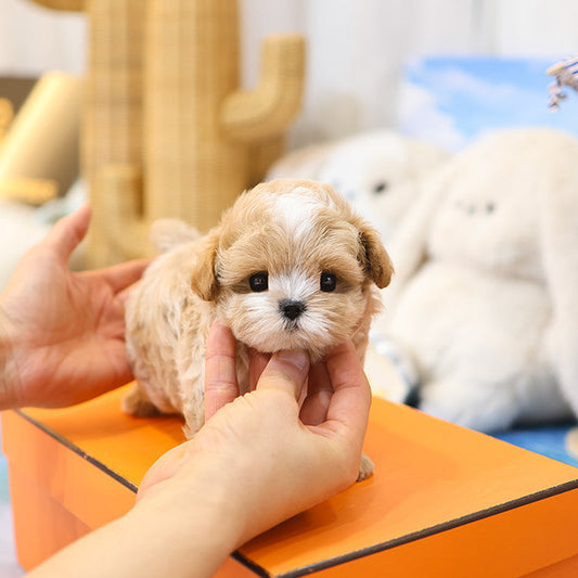 Maltipoo - Kkuma (Male)