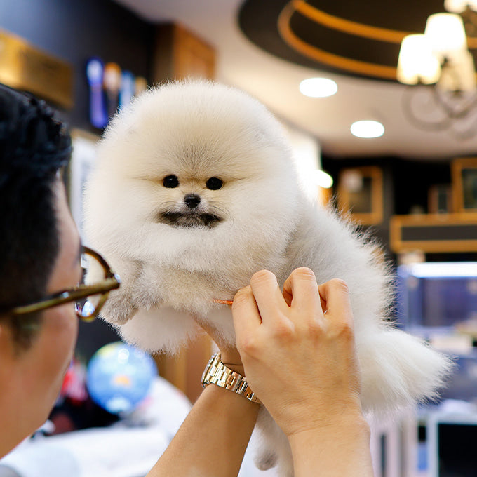 Pomeranian - Rokhi (Male)