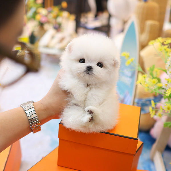 Maltese - Kobi (Male)