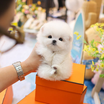 Maltese - Kobi (Male)