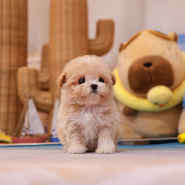 Maltipoo - Hajji (Female)