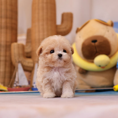 Maltipoo - Hajji (Female)