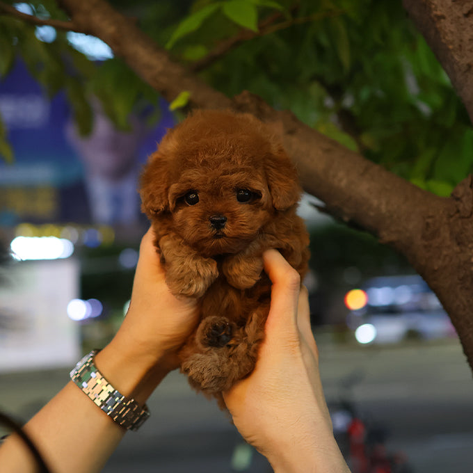 Poodle - Chaka (Female)