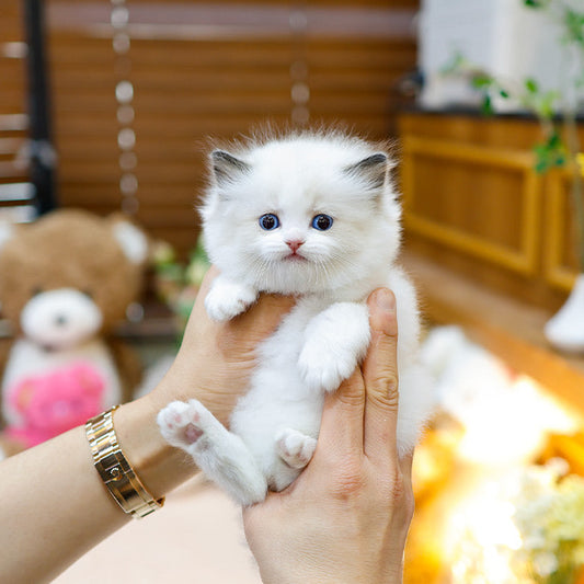 Ragdoll - Nora (Female)
