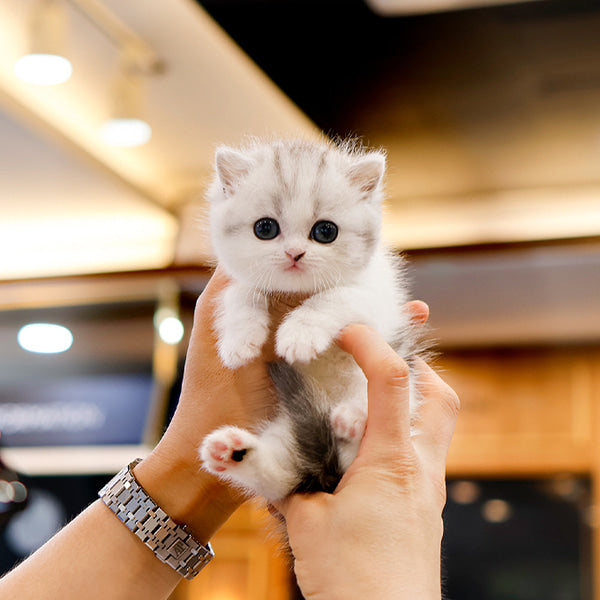 Munchkin - Joraeng (Male)
