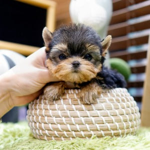 Yorkshire Terrier - Boka (Female)