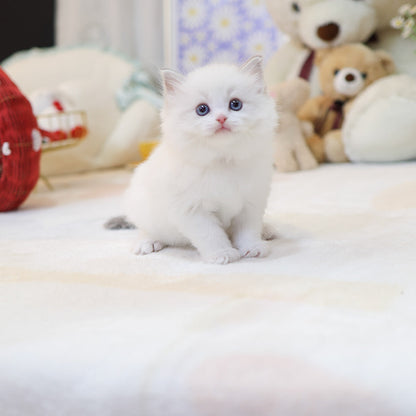 Ragdoll - Ppukka (Male)