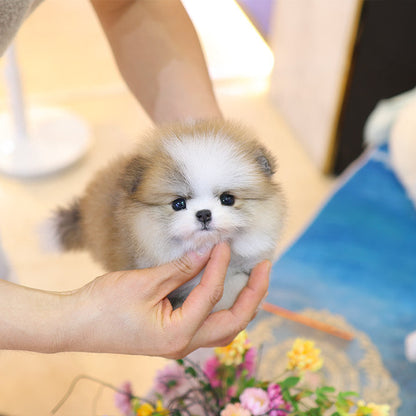 Pomeranian - Haru (Female)