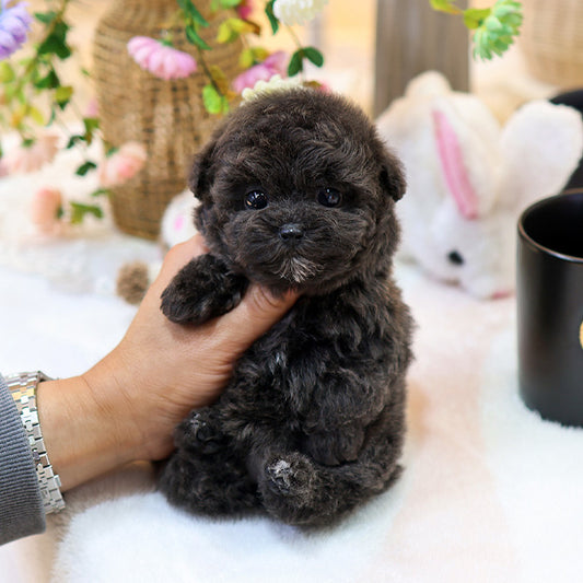 Poodle - Kuromi (Female)