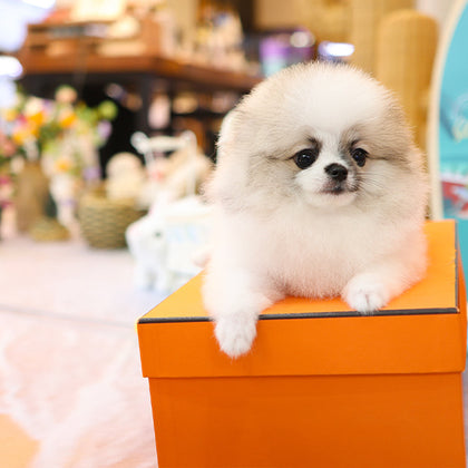 Pomeranian -  Powoo (Male)