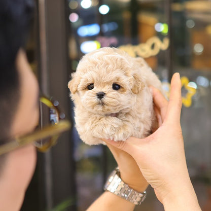 Maltipoo - Cookie (Female)