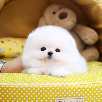 Pomeranian - Kupang (Male)