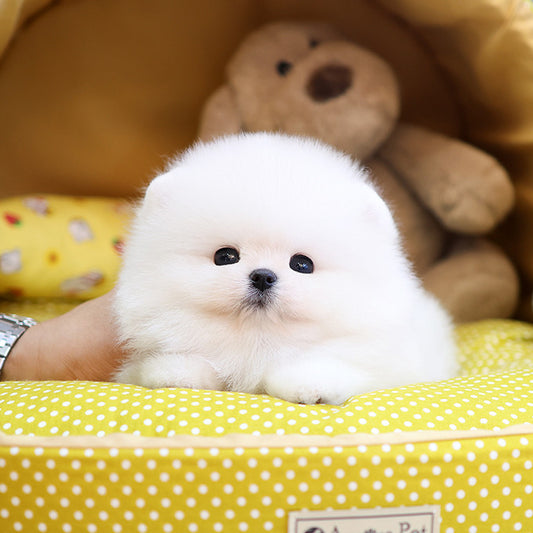 Pomeranian - Kupang (Male)