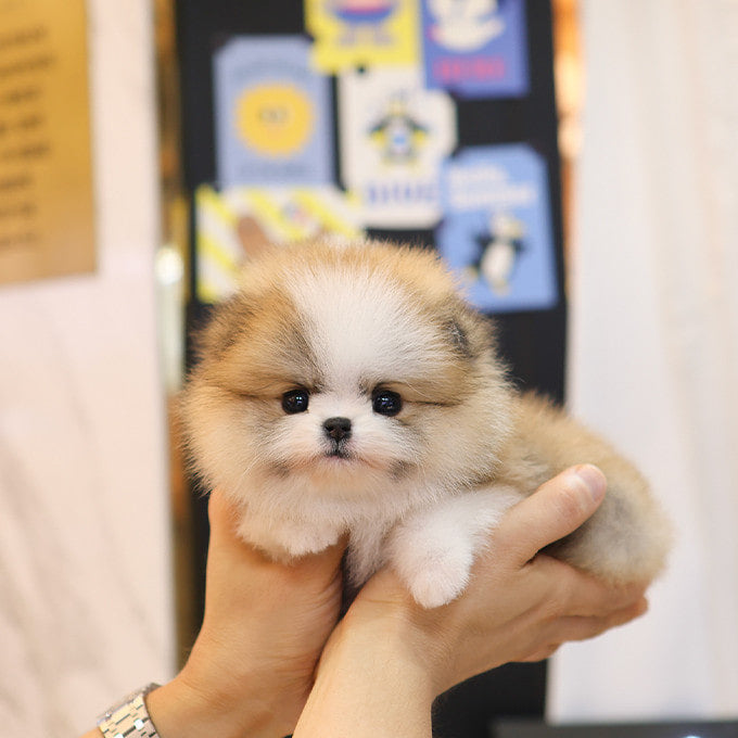 Pomeranian - Haru (Female)