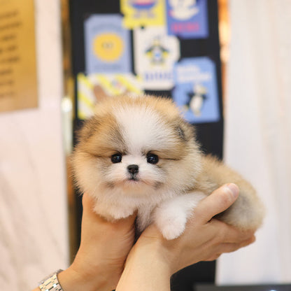 Pomeranian - Haru (Female)