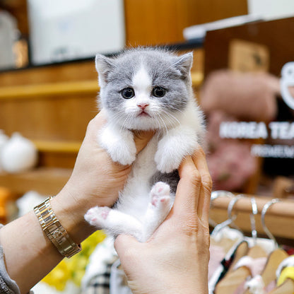 British Shorthair - Donggu (Male)