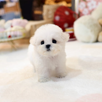 Bichon Frise - Sommung (Female)