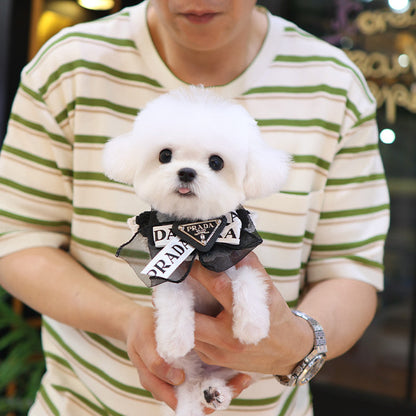 Bichon Frise - Bebe (Female)