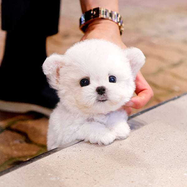 Bichon Frise - Jjiljjil (Male)