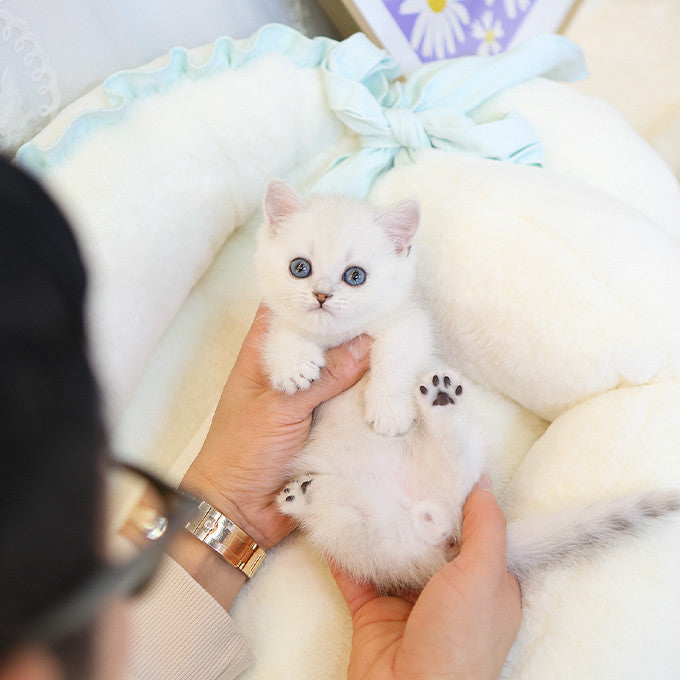 Munchkin - Ppikka (Male)