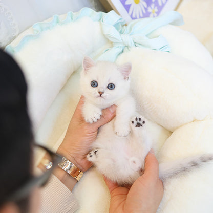 Munchkin - Ppikka (Male)
