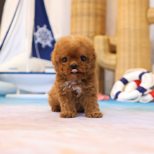 Poodle - Kongyi (Male)