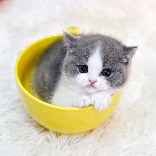 British Shorthair - Donggu (Male)