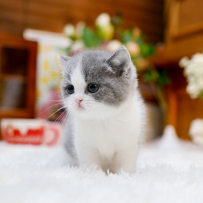British Shorthair - Donggu (Male)