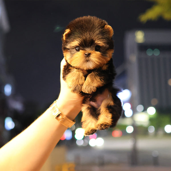 Yorkshire Terrier - Kiru (Male)