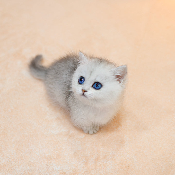 Munchkin - Kiki (Female)