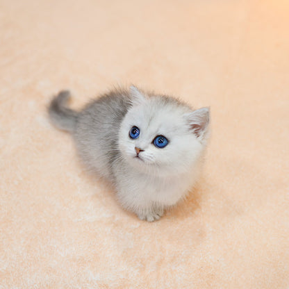 Munchkin - Kiki (Female)
